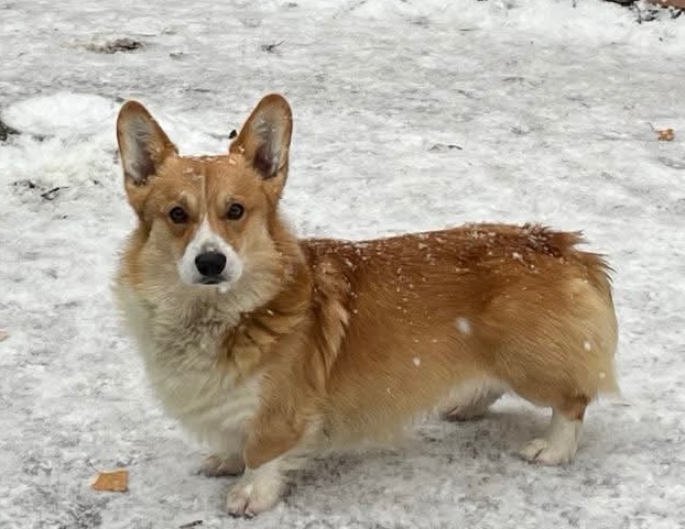 WELSH CORGI PEMBROKE -chovný pes - 3