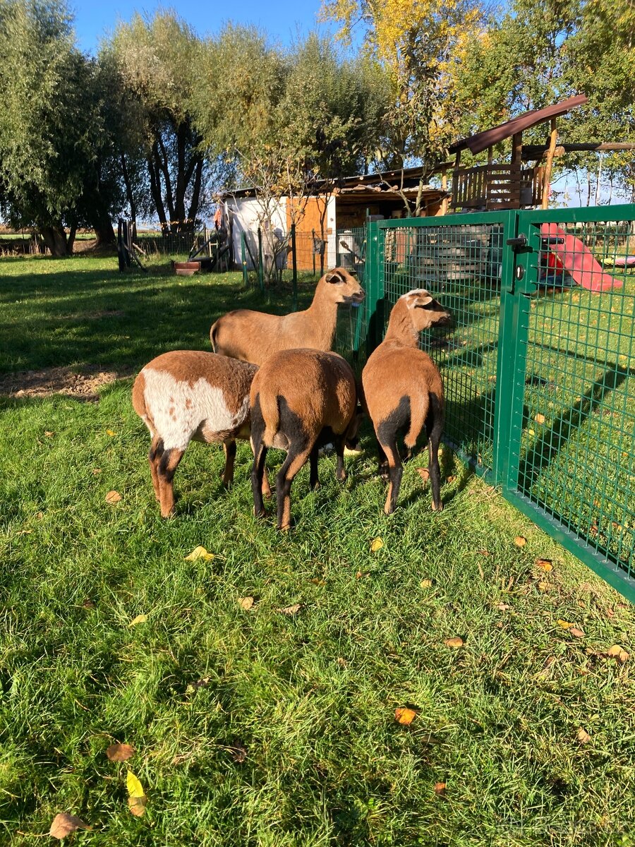 Kamerunské ovečky - 3