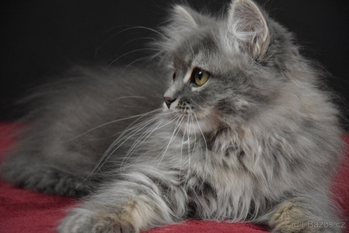 Sibiřské kotě s PP - 3