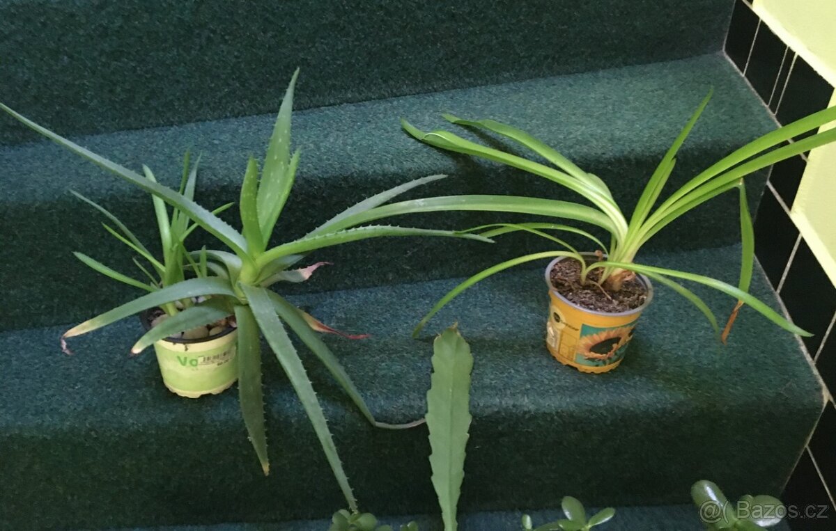 pokojové kytky č.3 - 3