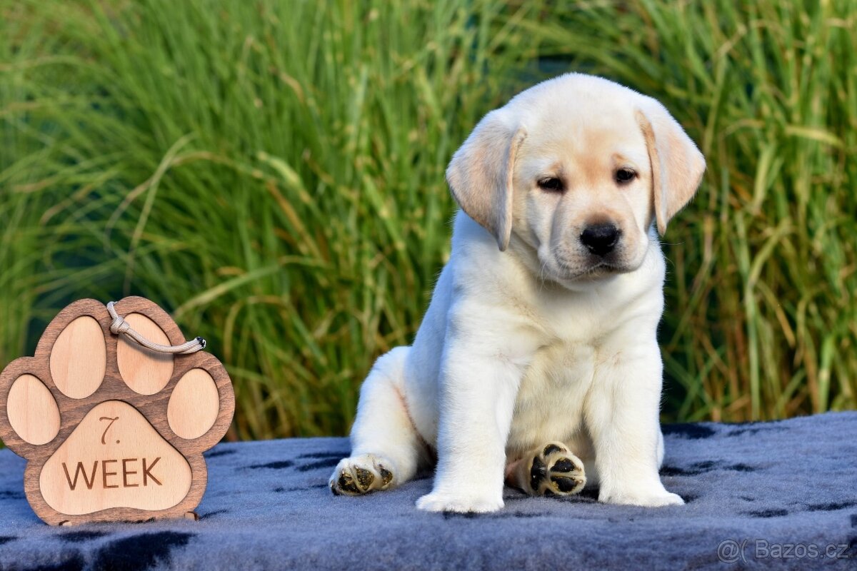 Labradorský retriever - 3