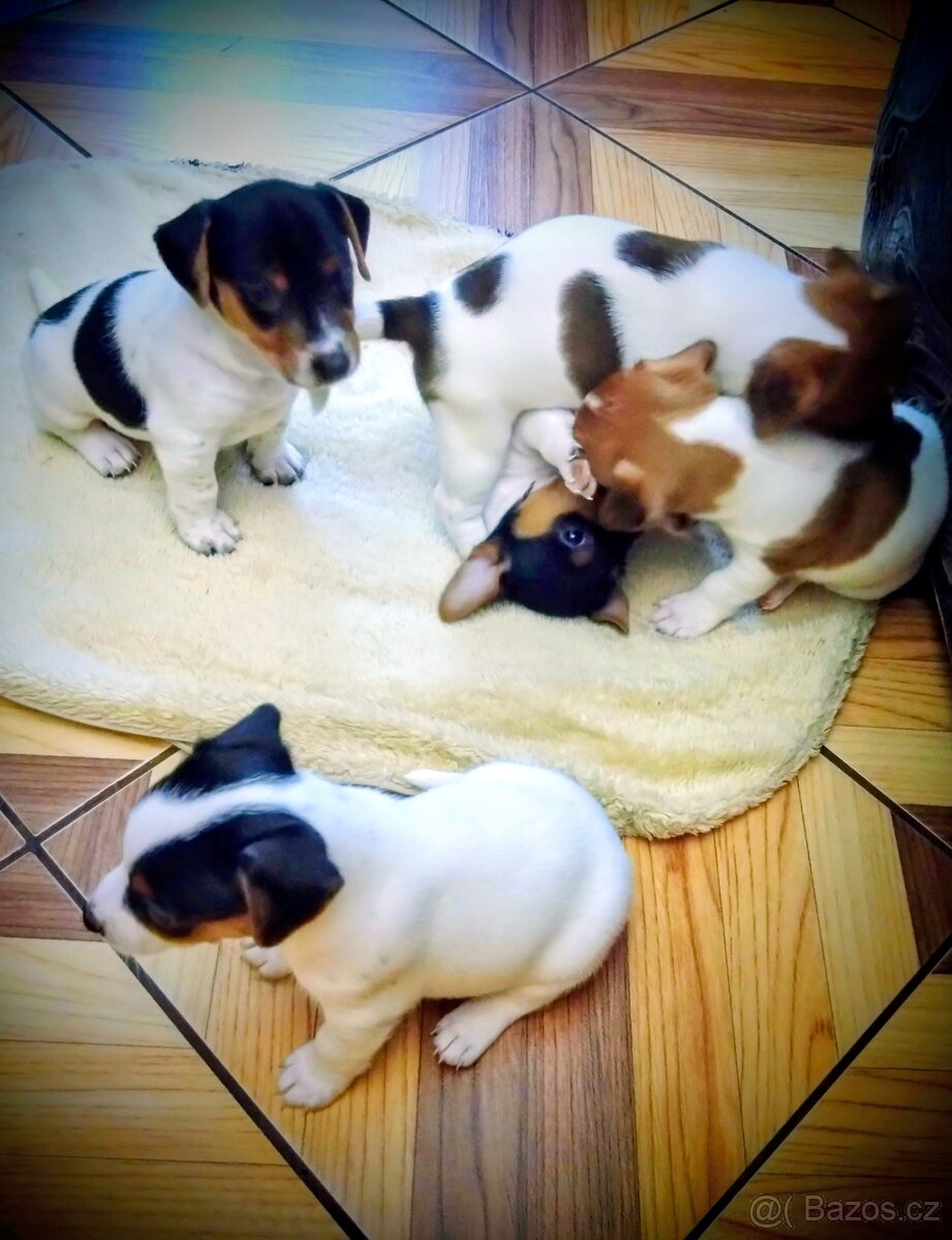 Štěňátka JACK RUSSEL TERIER - 3