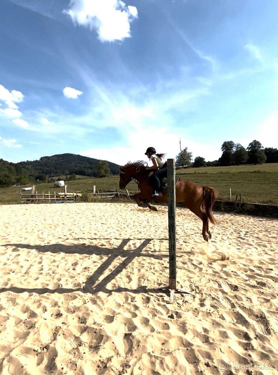 Talentovaný Valach Welsch part-Bred 133cm - 3