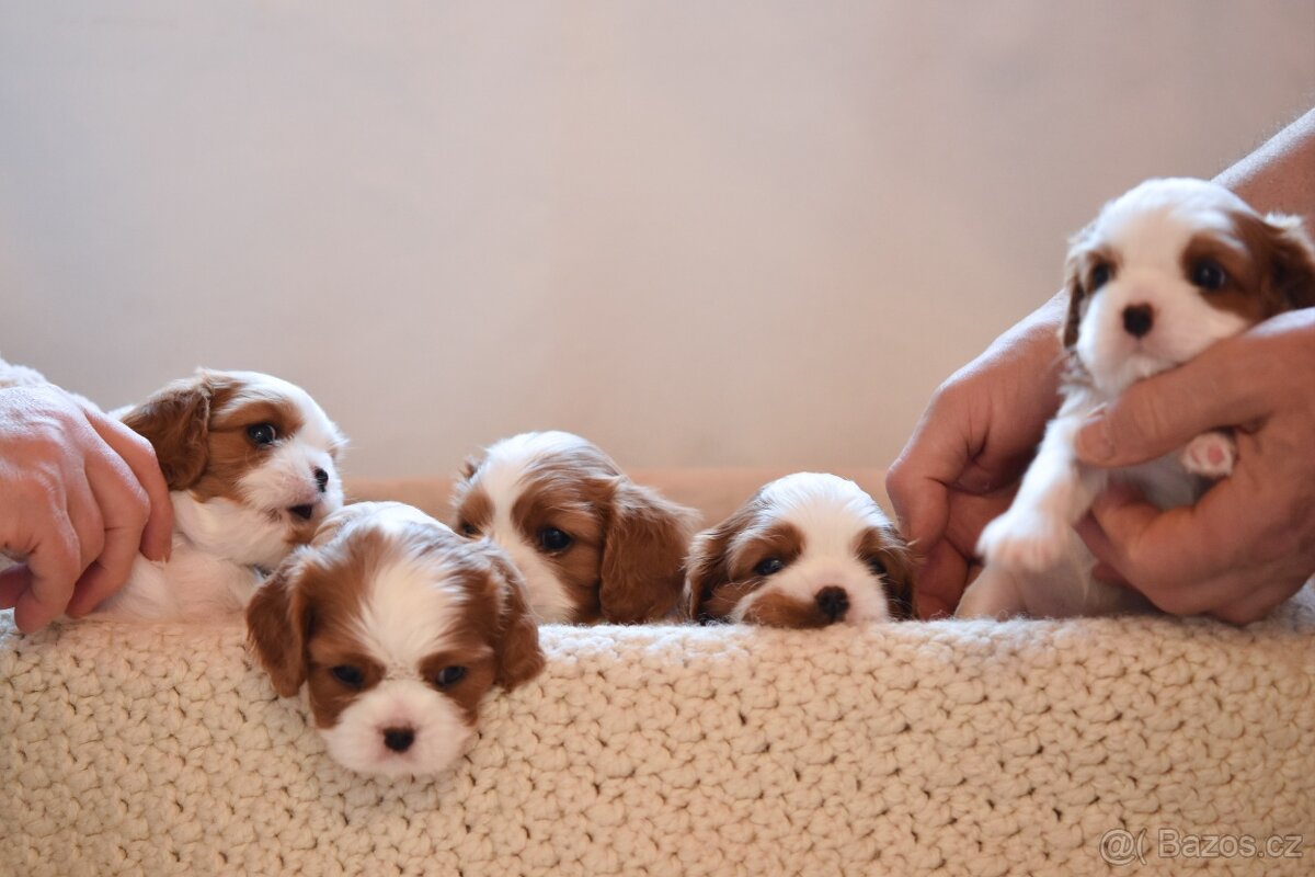 Šteniatka Cavalier King Charles Spaniel - 3