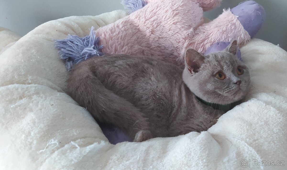 Britská koťátka krátkosrstá - 3