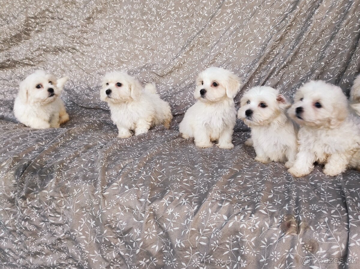 Maltézský psík - 3