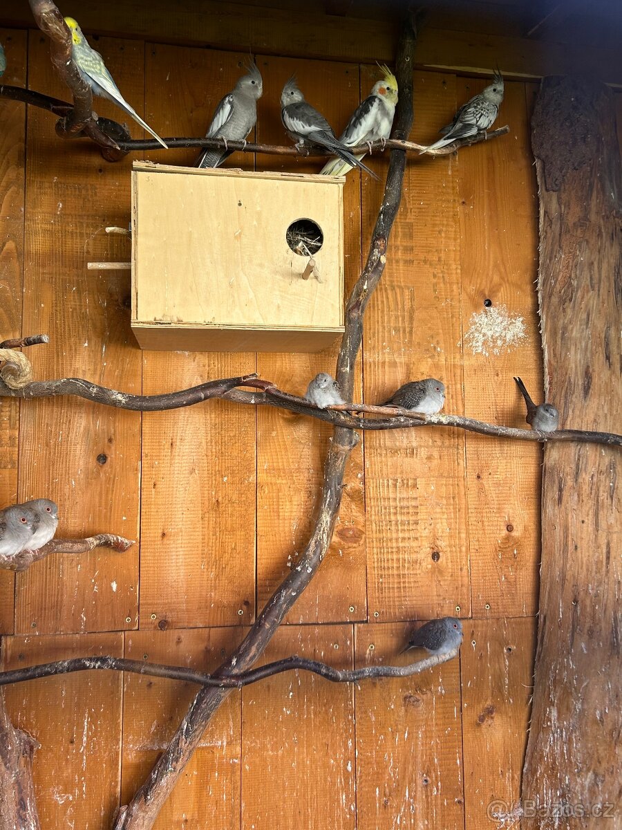 Holoubek diamantový - 3