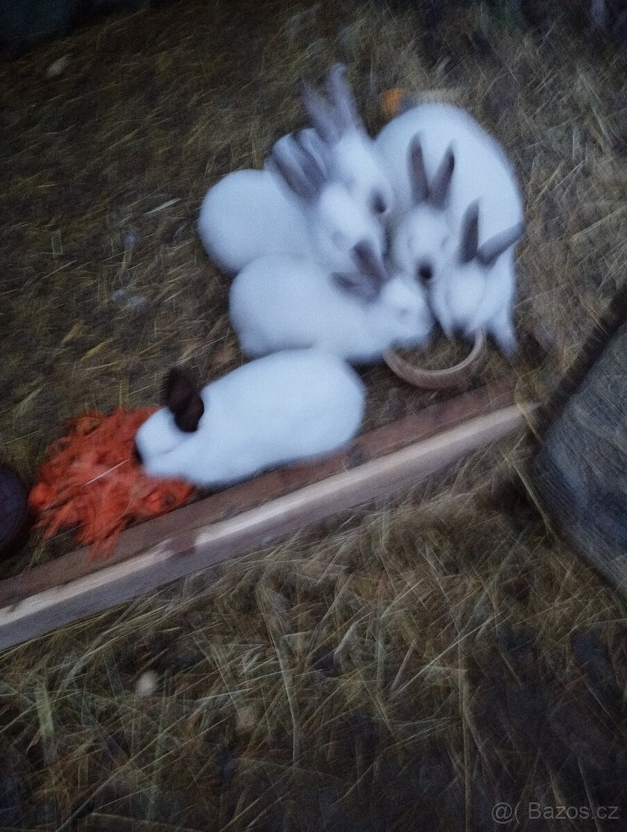 Prodám králíky.. - 3