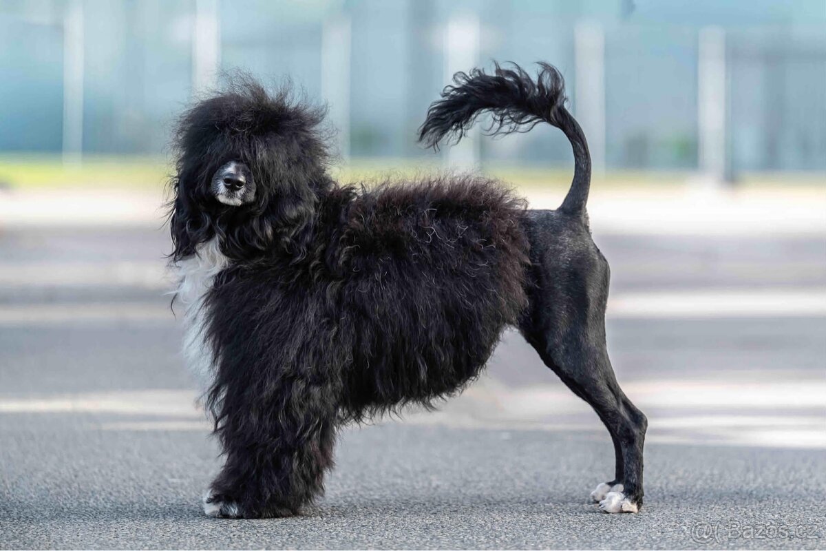 Portugalský vodní pes - 3