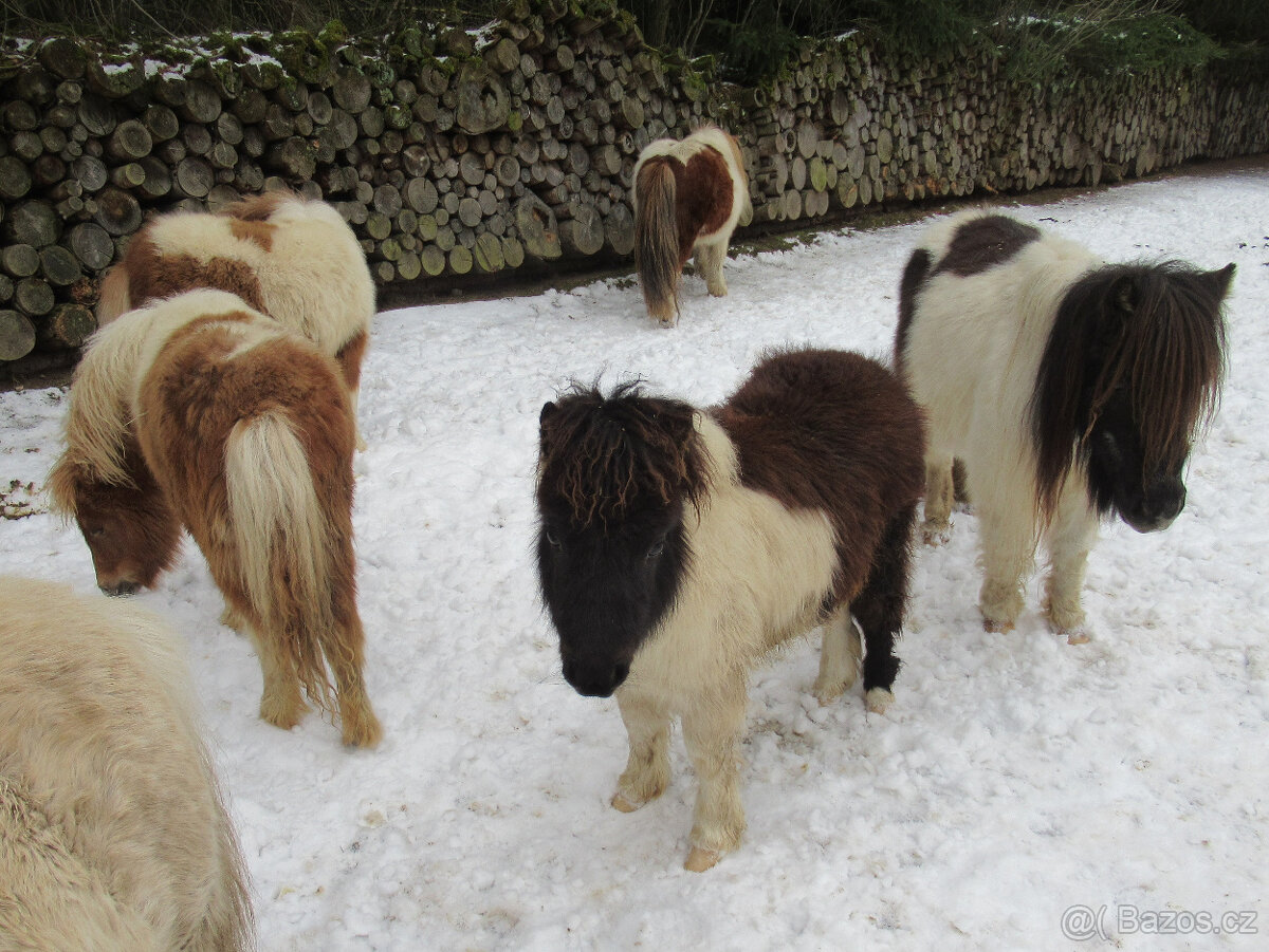 Shetland pony mini - 3