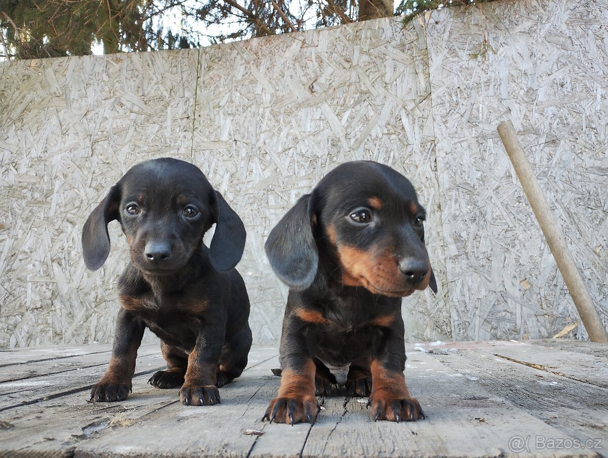 Jezevčík trpasličí - 3