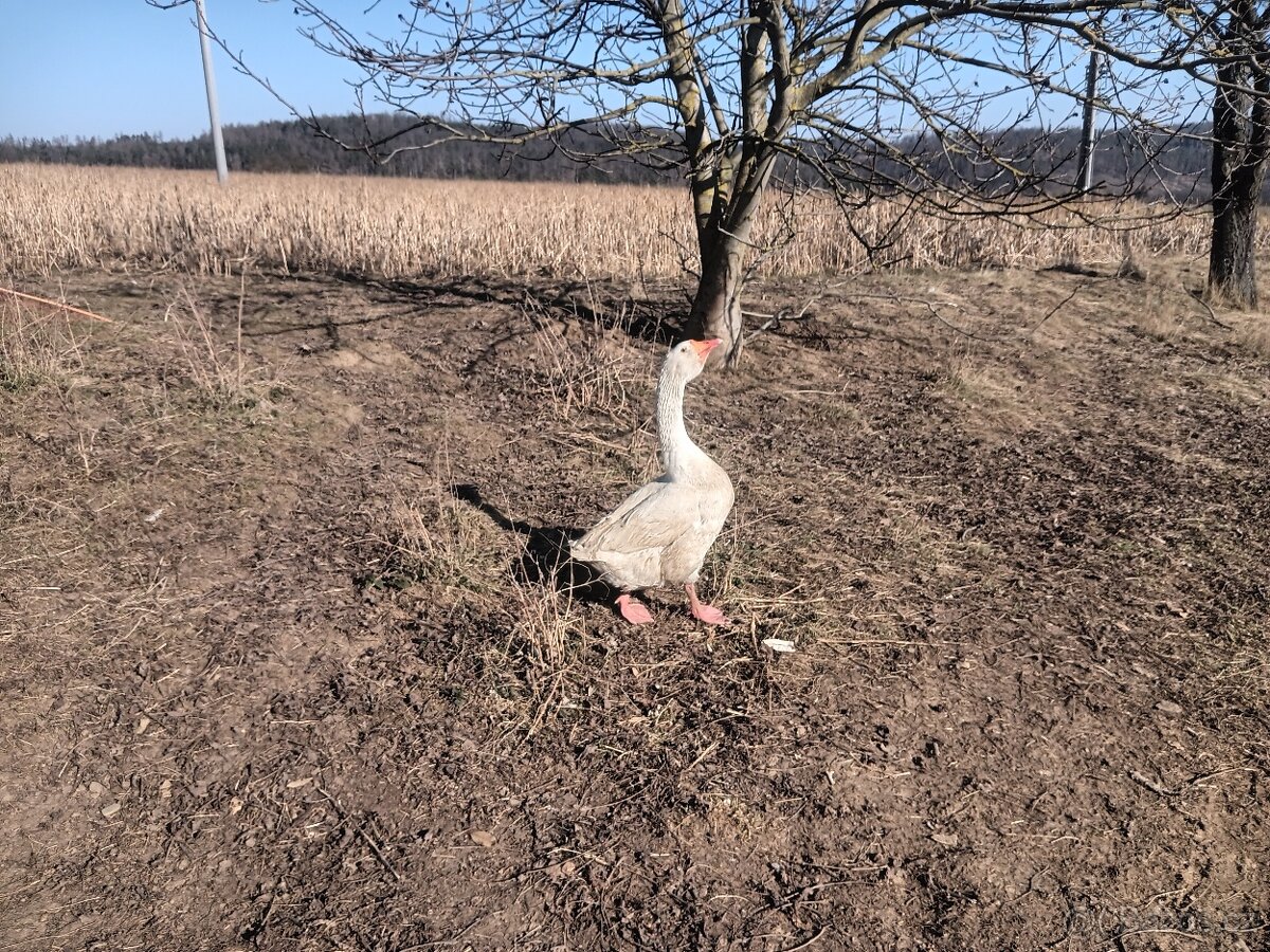 Chovný kmen hus - 3