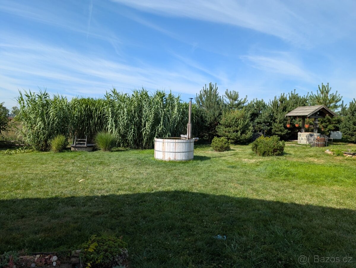 Okrasná tráva Arundo Donax - 3