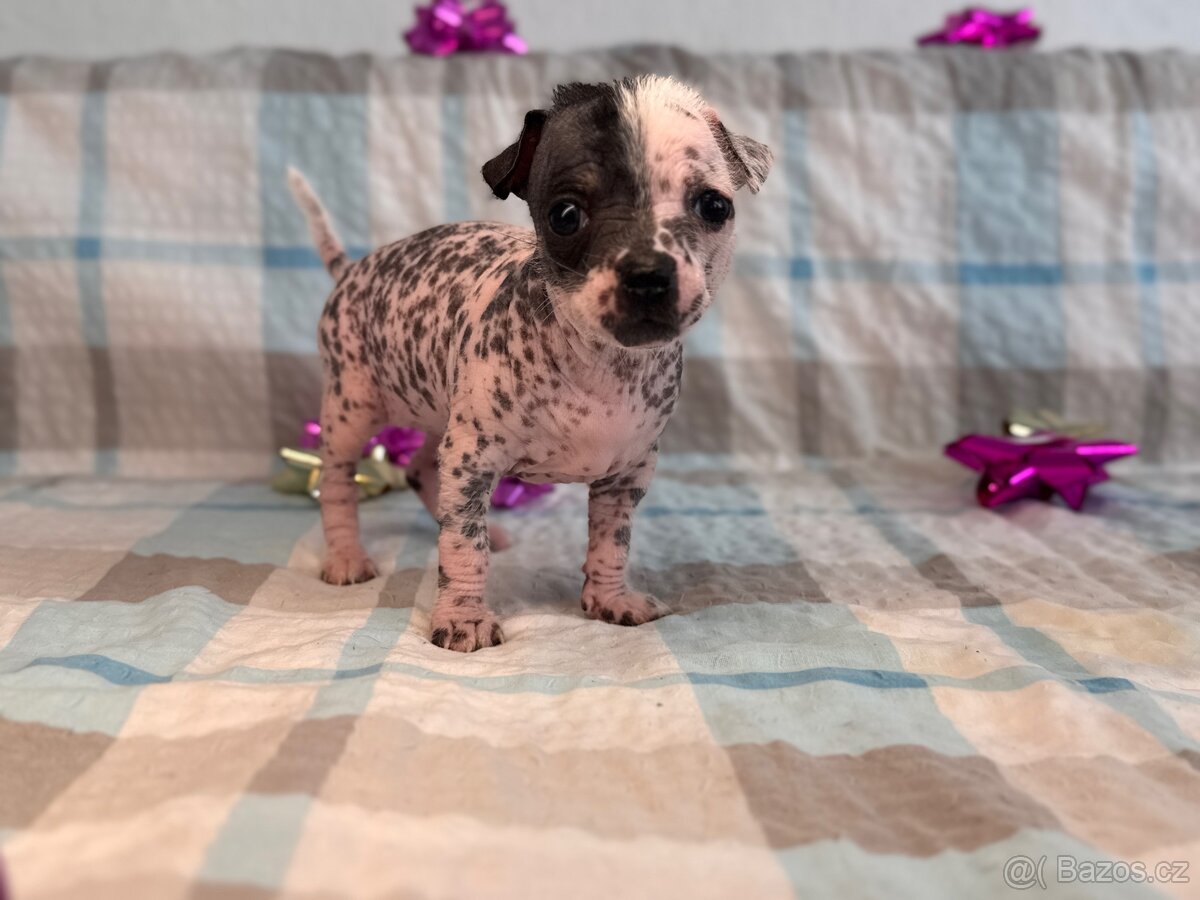 Hairless čivava - naháč - 3