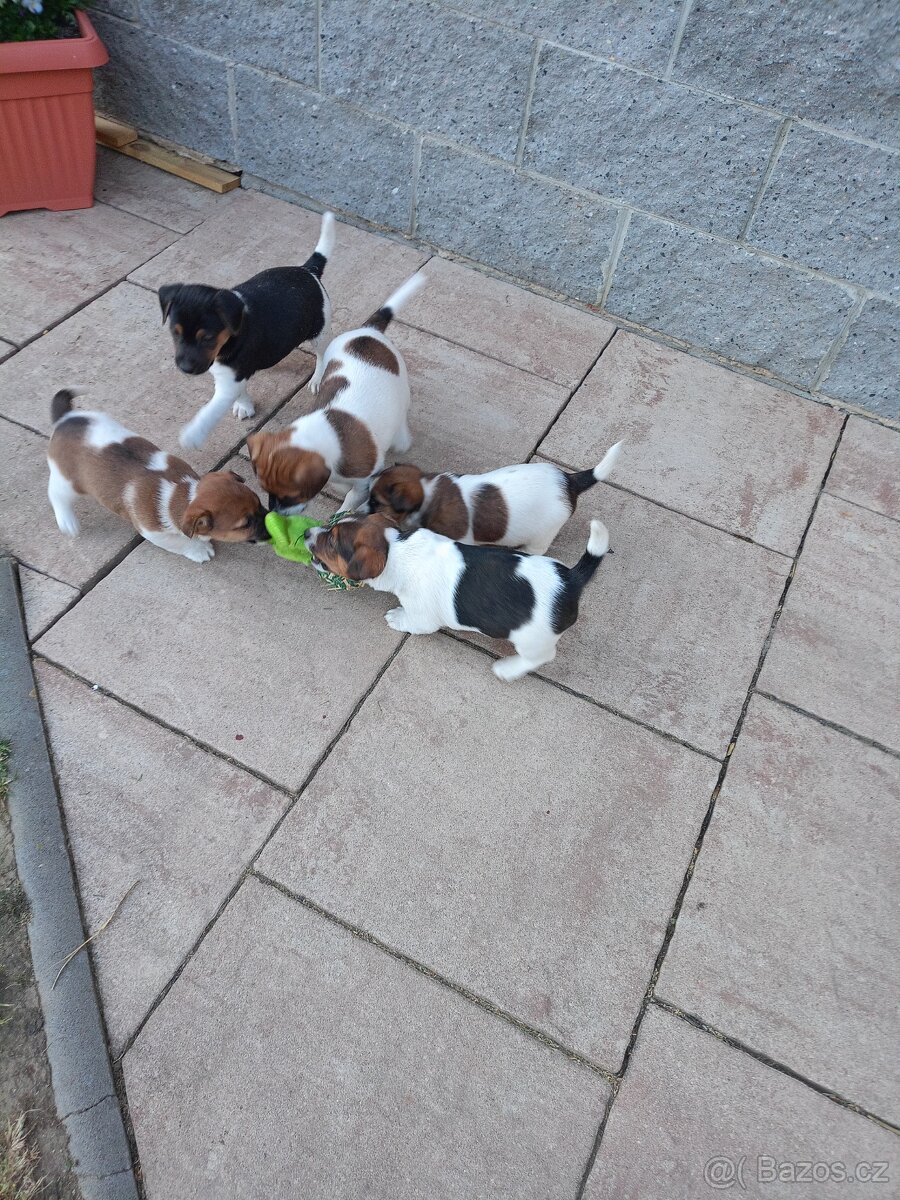 Jack Russel terier - 3