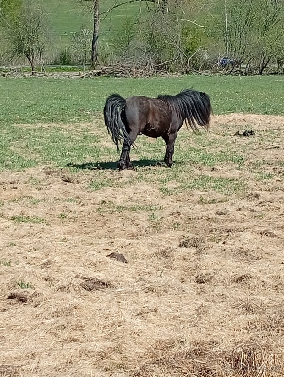 Prodám Mini horse - 3