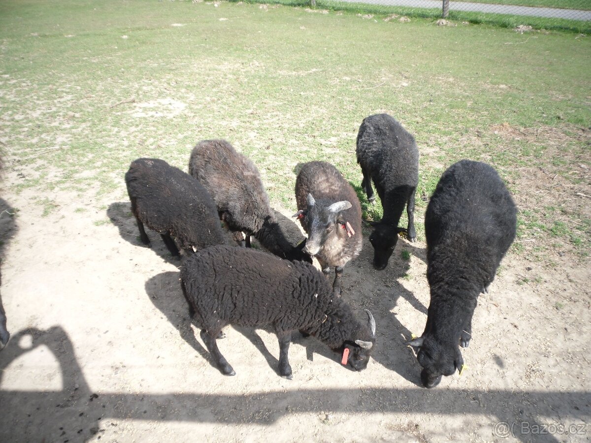 Ovce Quessantská - 3