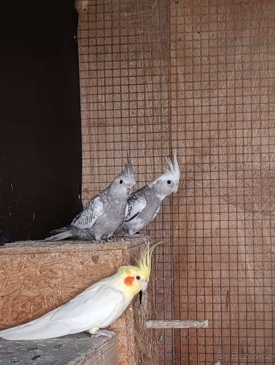 Korela chocholatá - 3