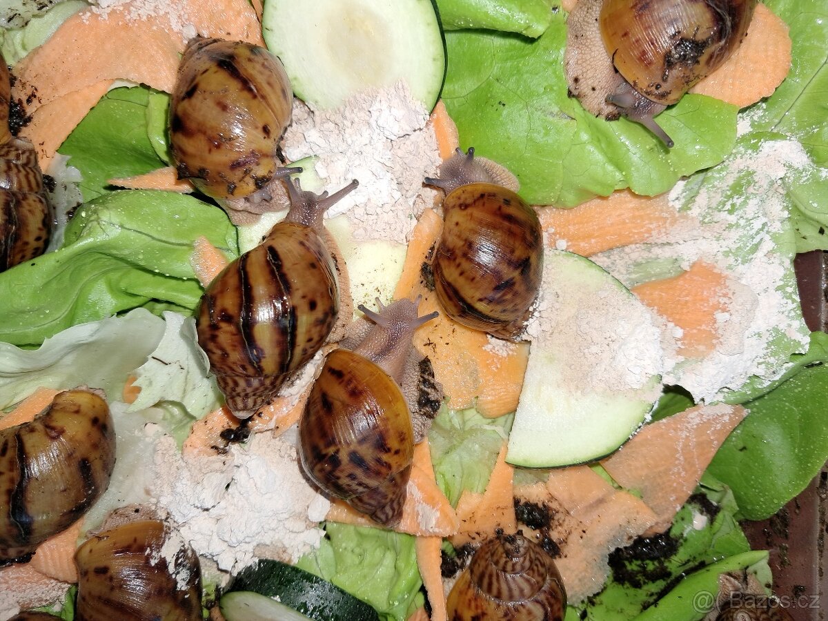 Africký šnek Achatina Achatina Ghana F1 - 3