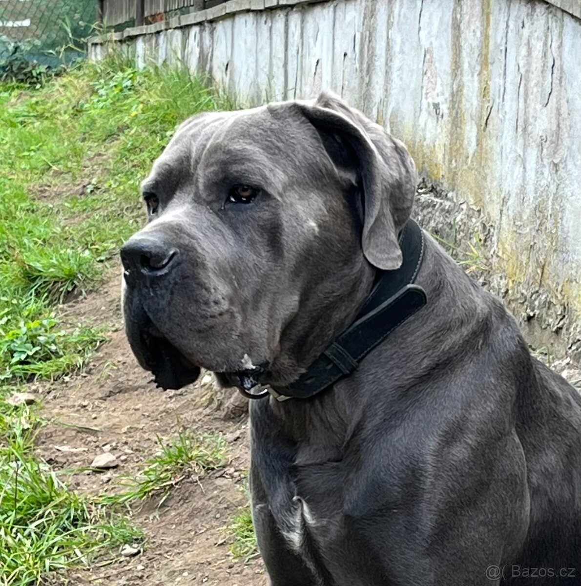 Pes Cane Corso s PP 9 týdnů - 3