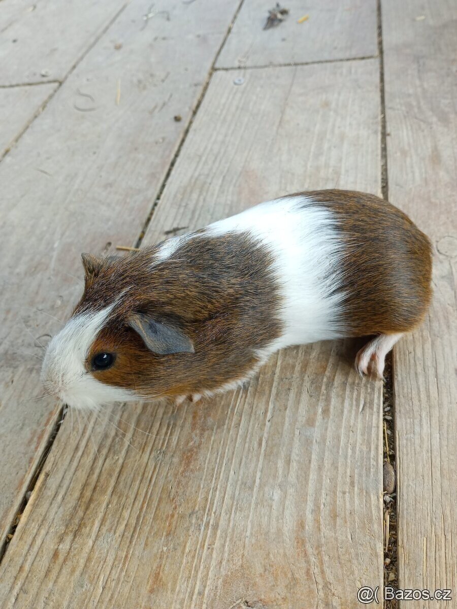 Morčata - samečci. Celý černý po CUY samci. - 3