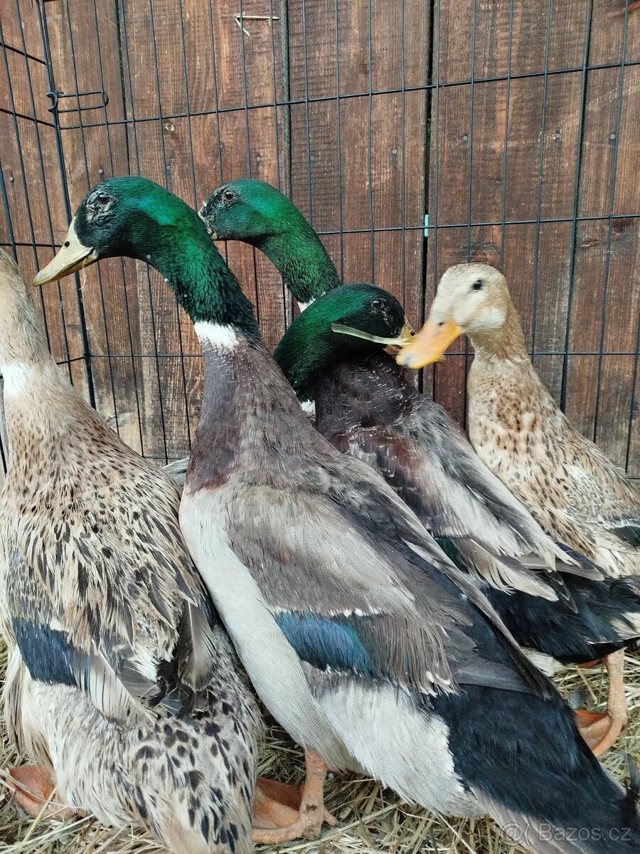 Kachny a kačery - 3