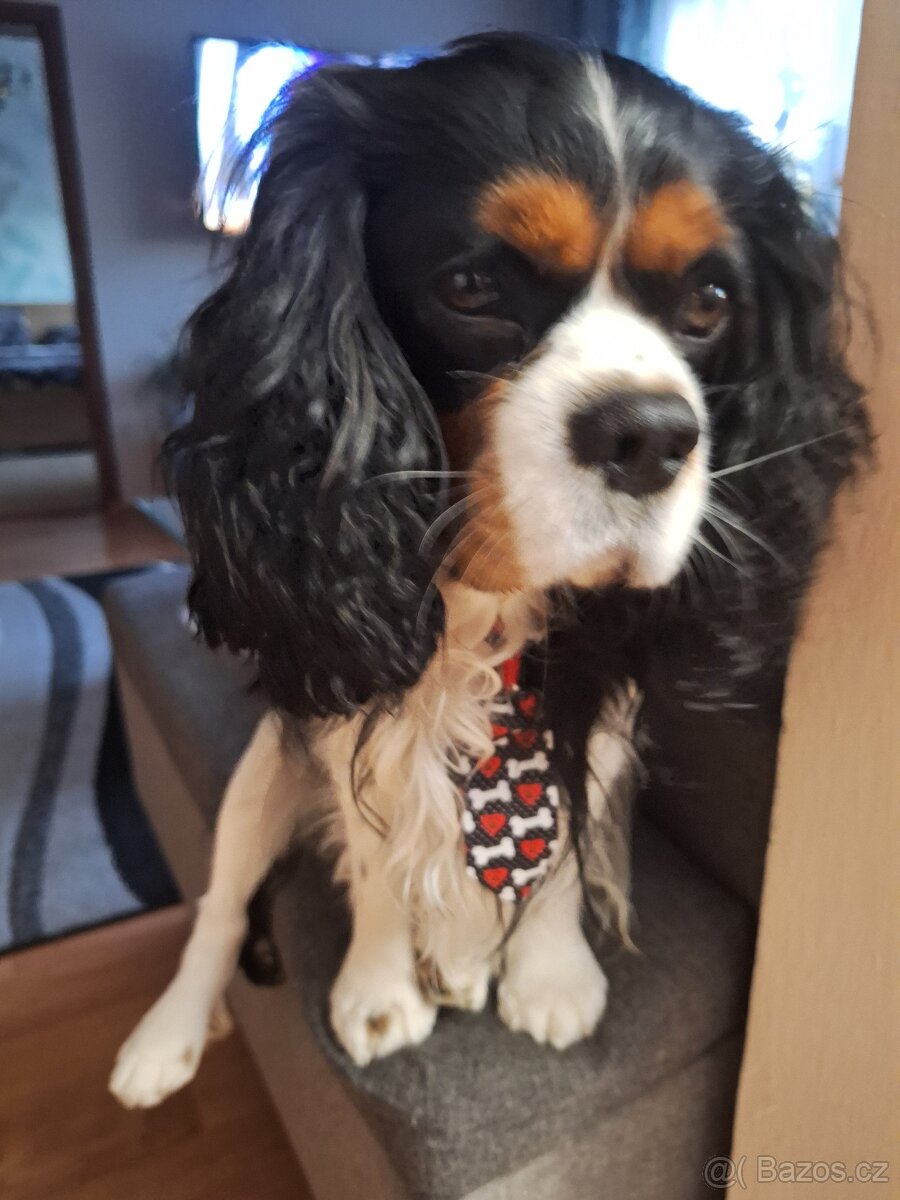 King Charles kavalir - 3