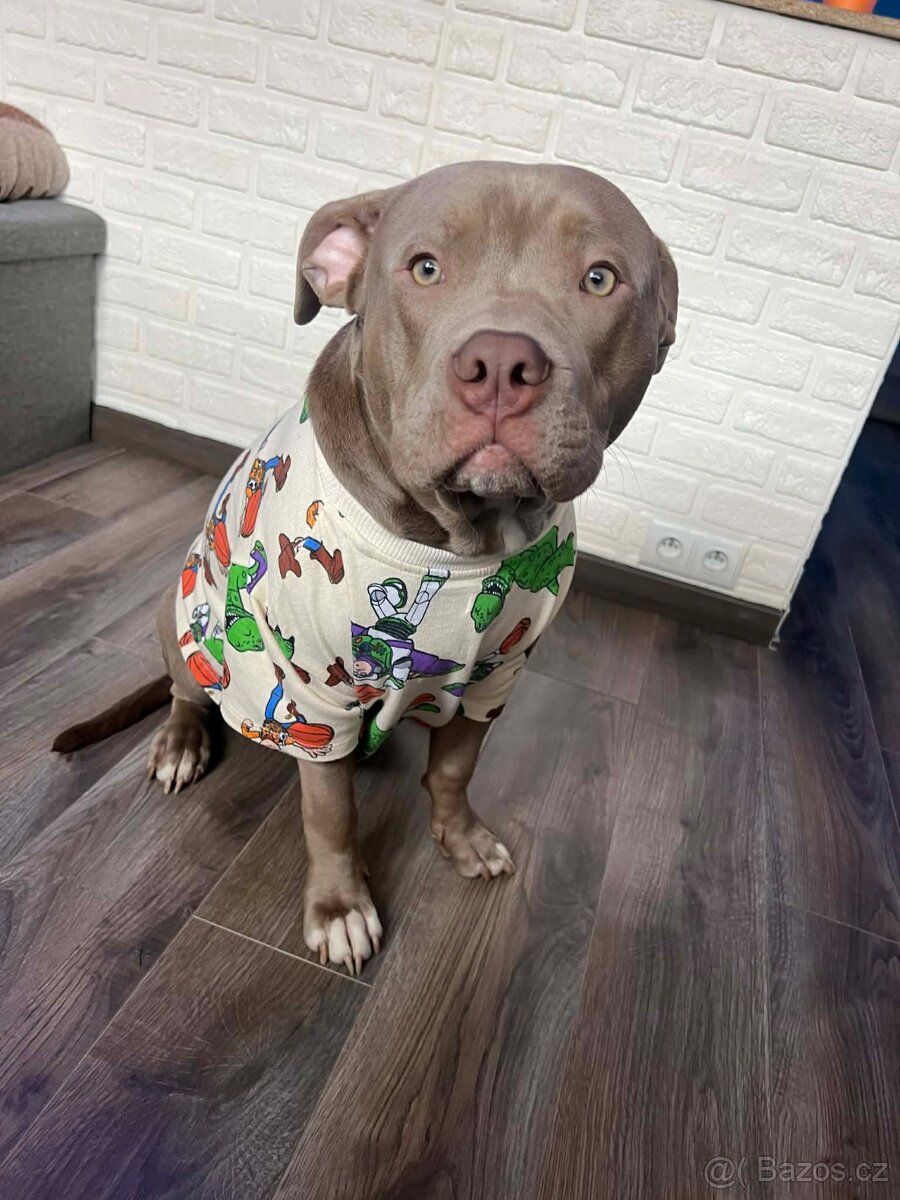 American bully pocket - 3