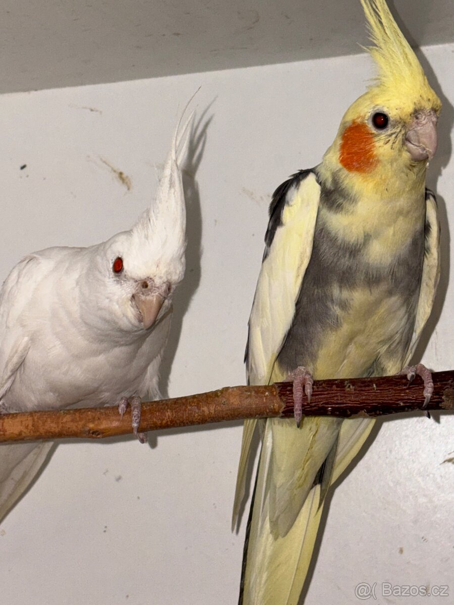 Korela chocholatá - 3