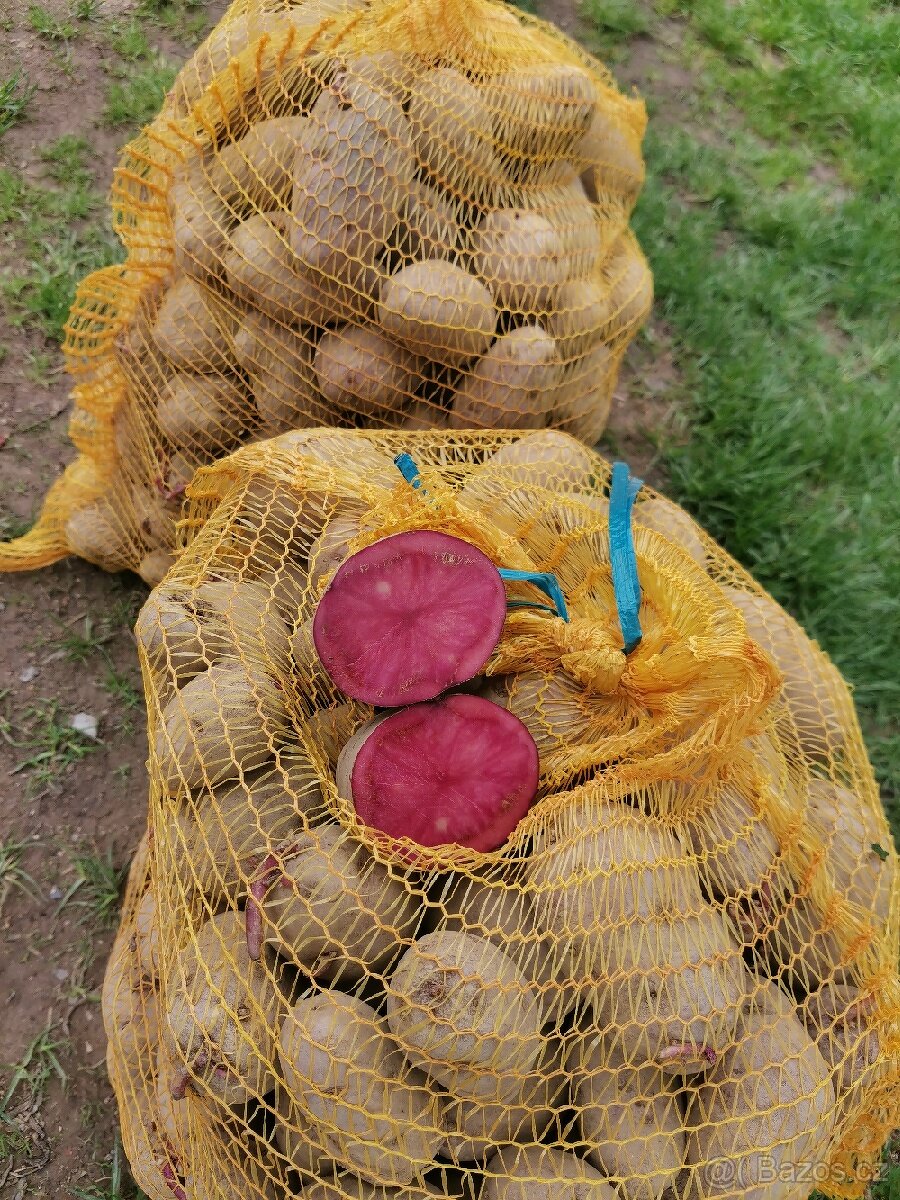 Celočervené brambory Mulberry Beauty - 3