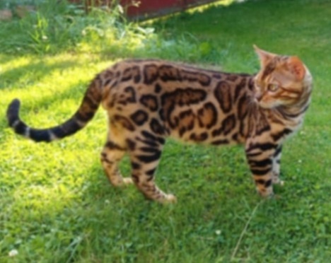 ‼️ HLEDÁ SE ‼️ - 3