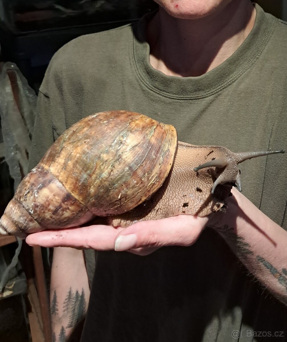 Archachatina marginata ovum XXL - 3