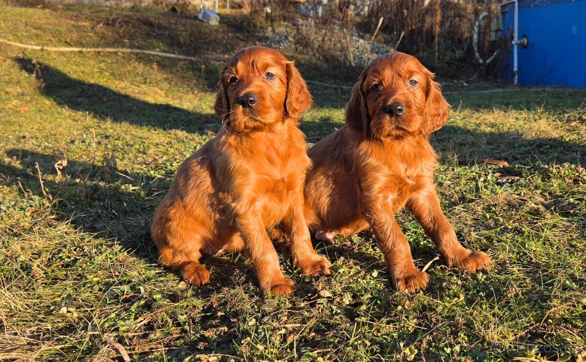 Irský setr s PP - 3