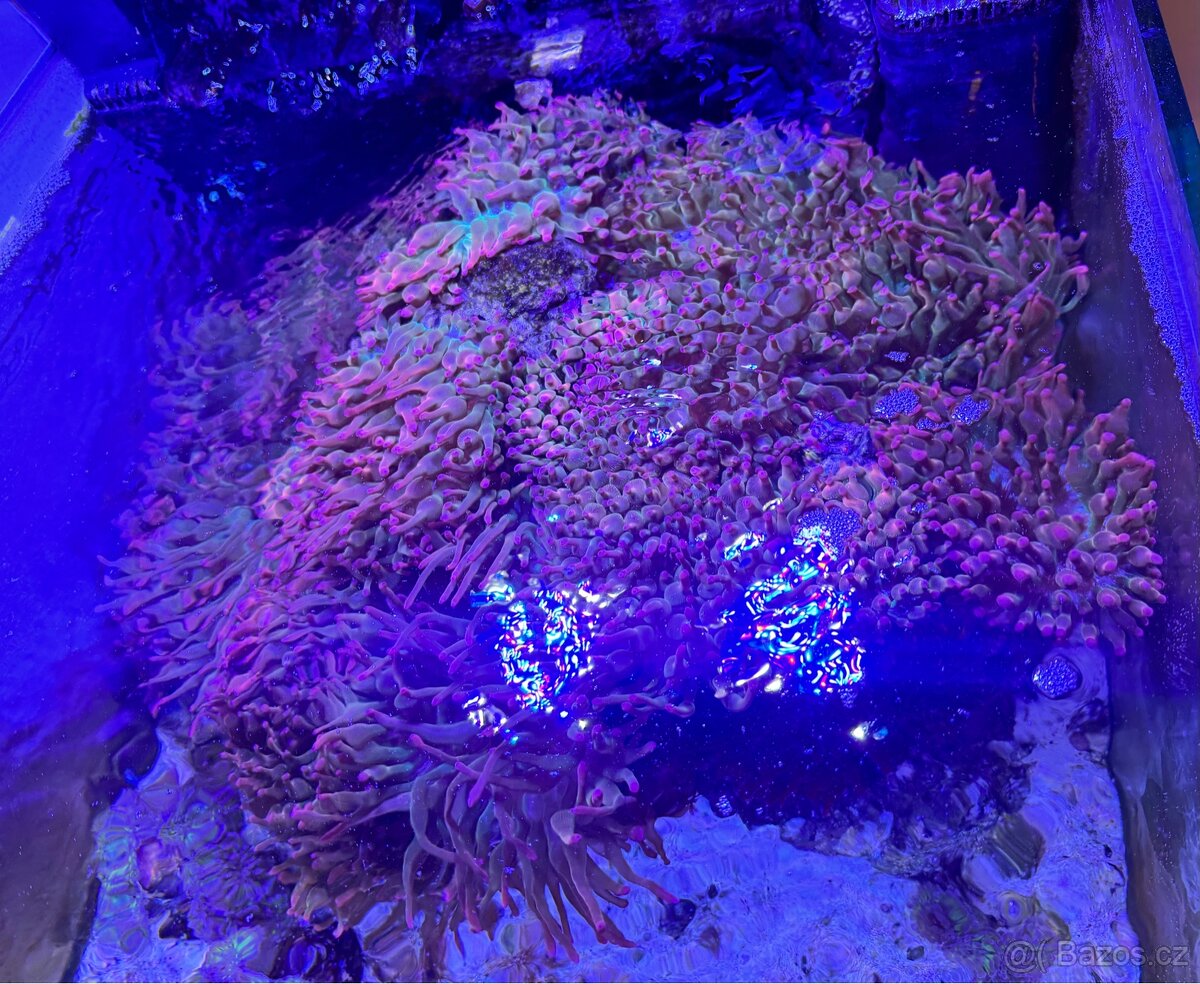 Entacmaea quadricolor sasanka Nabídněte - 3