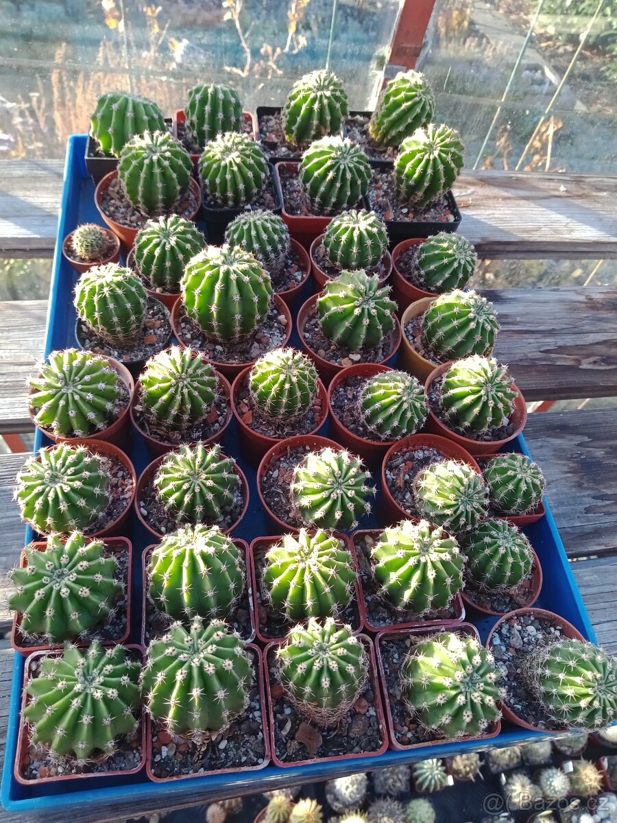 KAKTUS - ECHINOPSIS EYRISII - 3