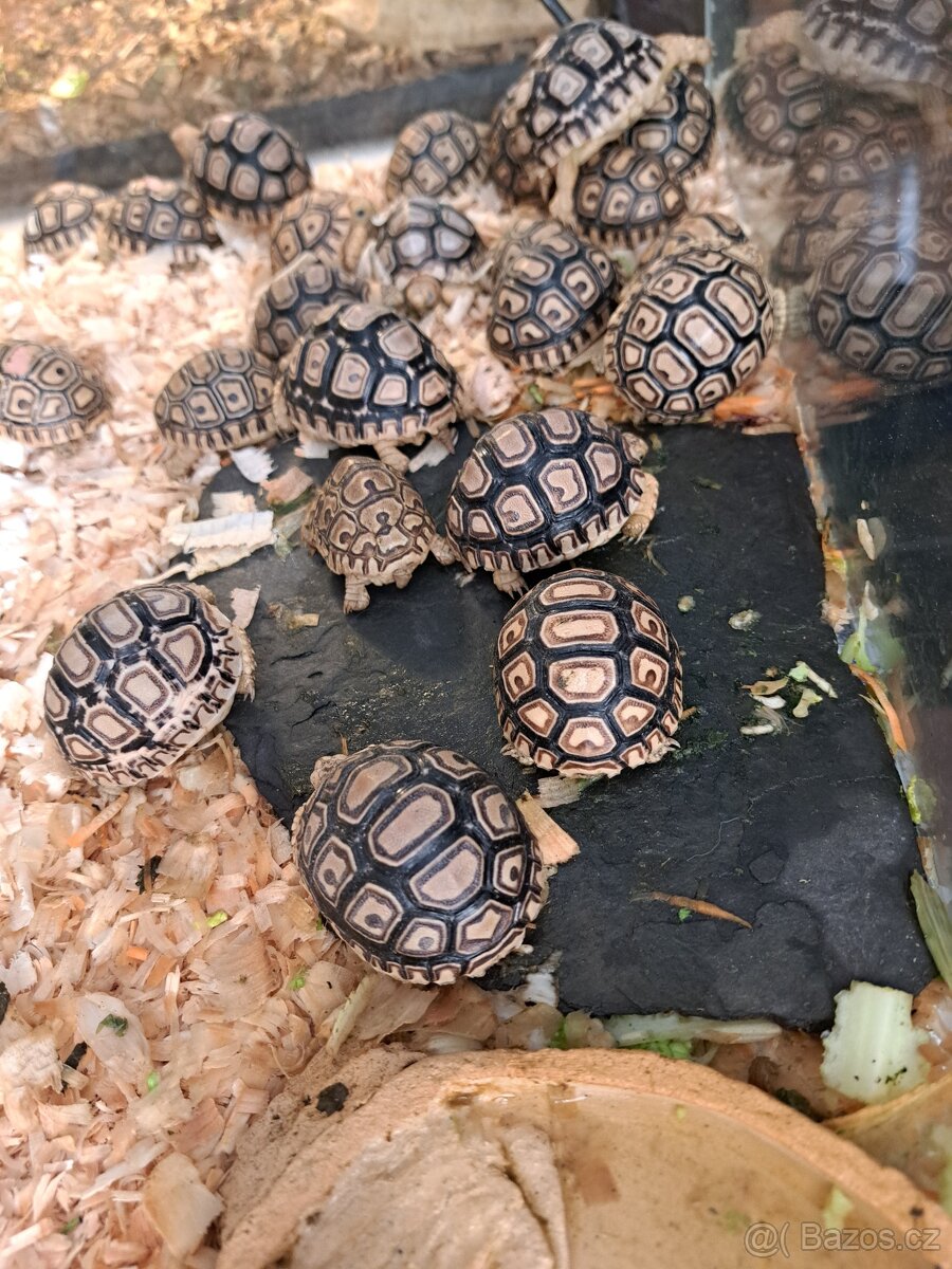 Suchozemská želva pardálí (Stigmochelys pardalis) - 3