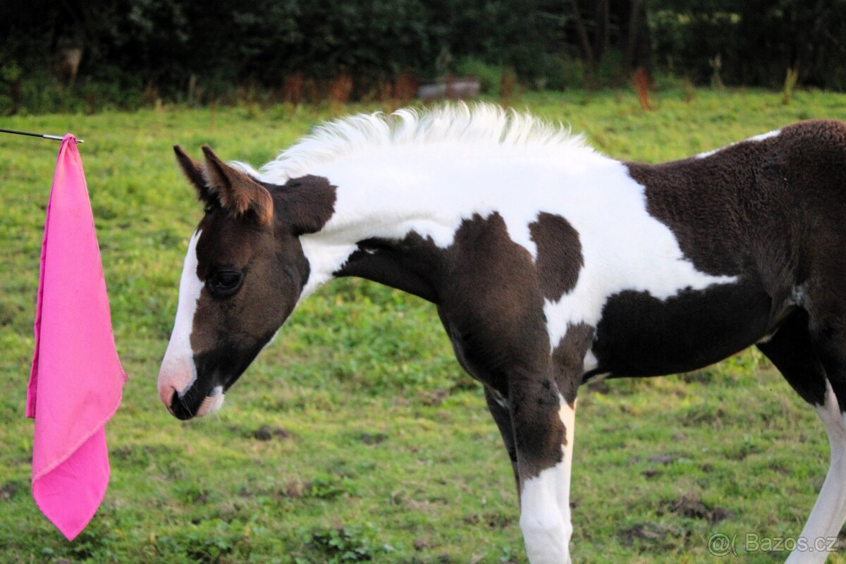 Paint Horse klisna po Cat Prints - 3