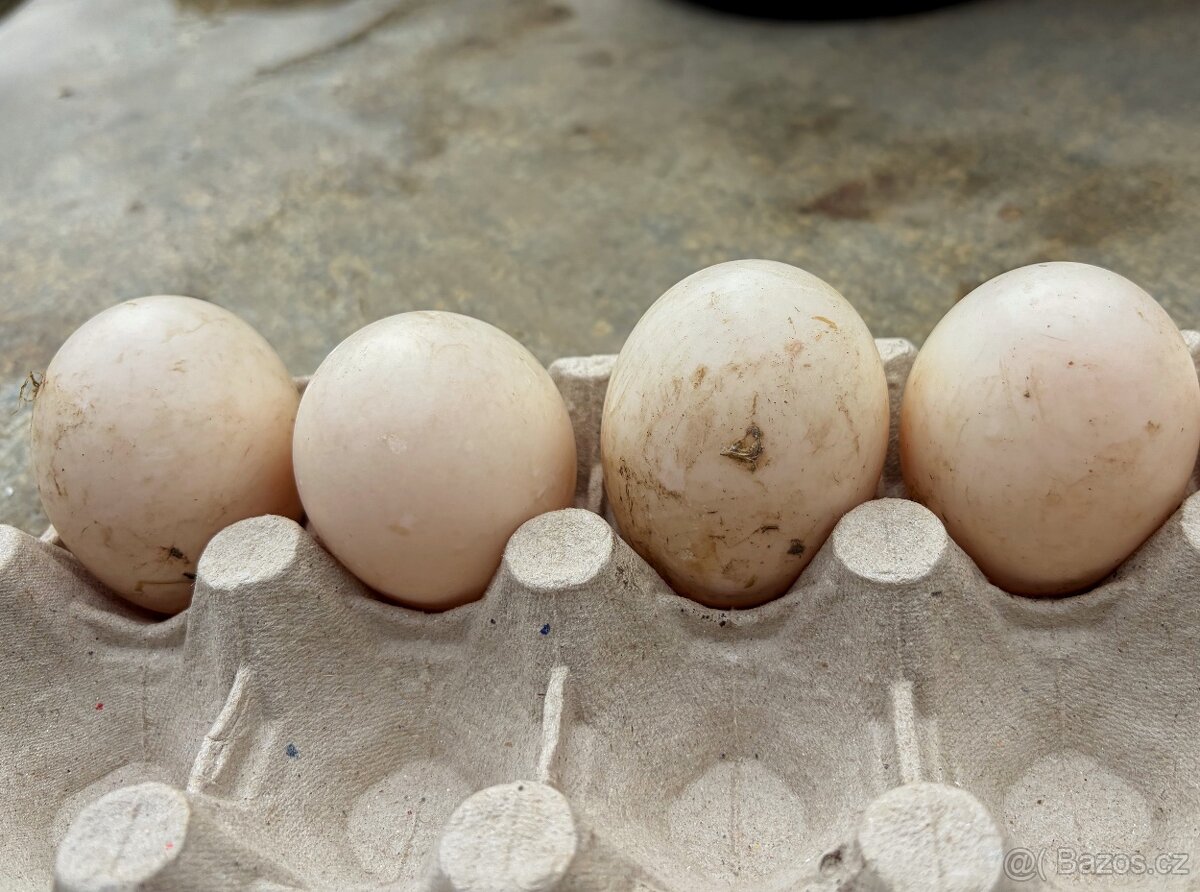 Kmen - kachna chocholatá - 3