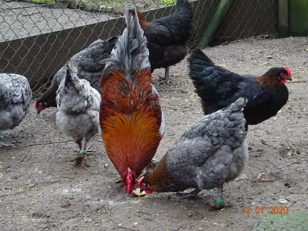 Maranska 🥚🐣 (násadová vejce i kuřátka) - 3