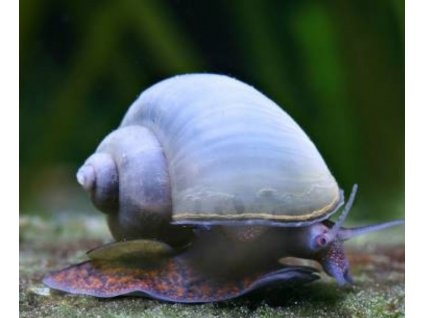 Plž Ampulária žlutá a modrá - 3