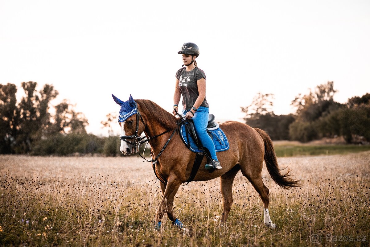 Teplokrevný valach - 3