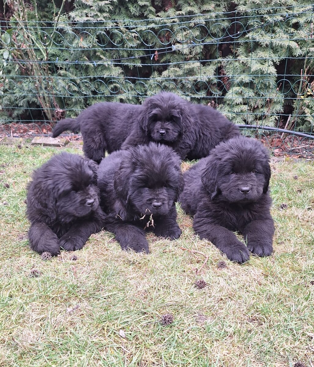 Novofundlandský pes - 3