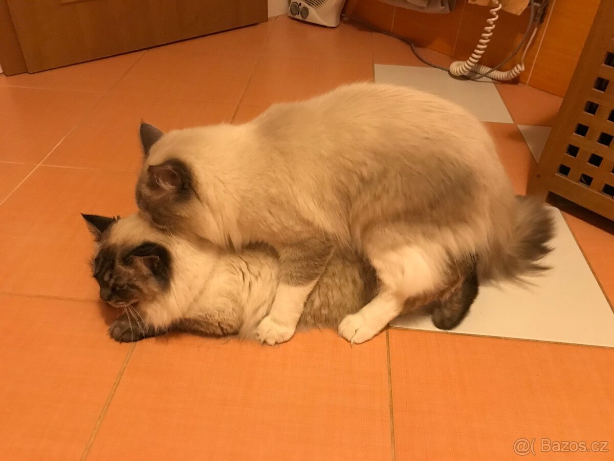 Ragdoll kocourek ke krytí bez pp - 3