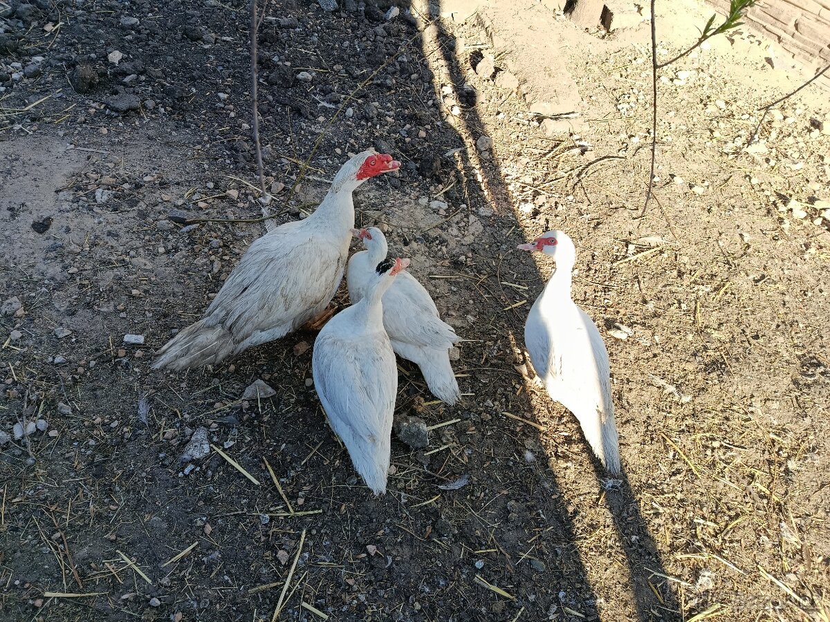 3x kachna pižmová - 3