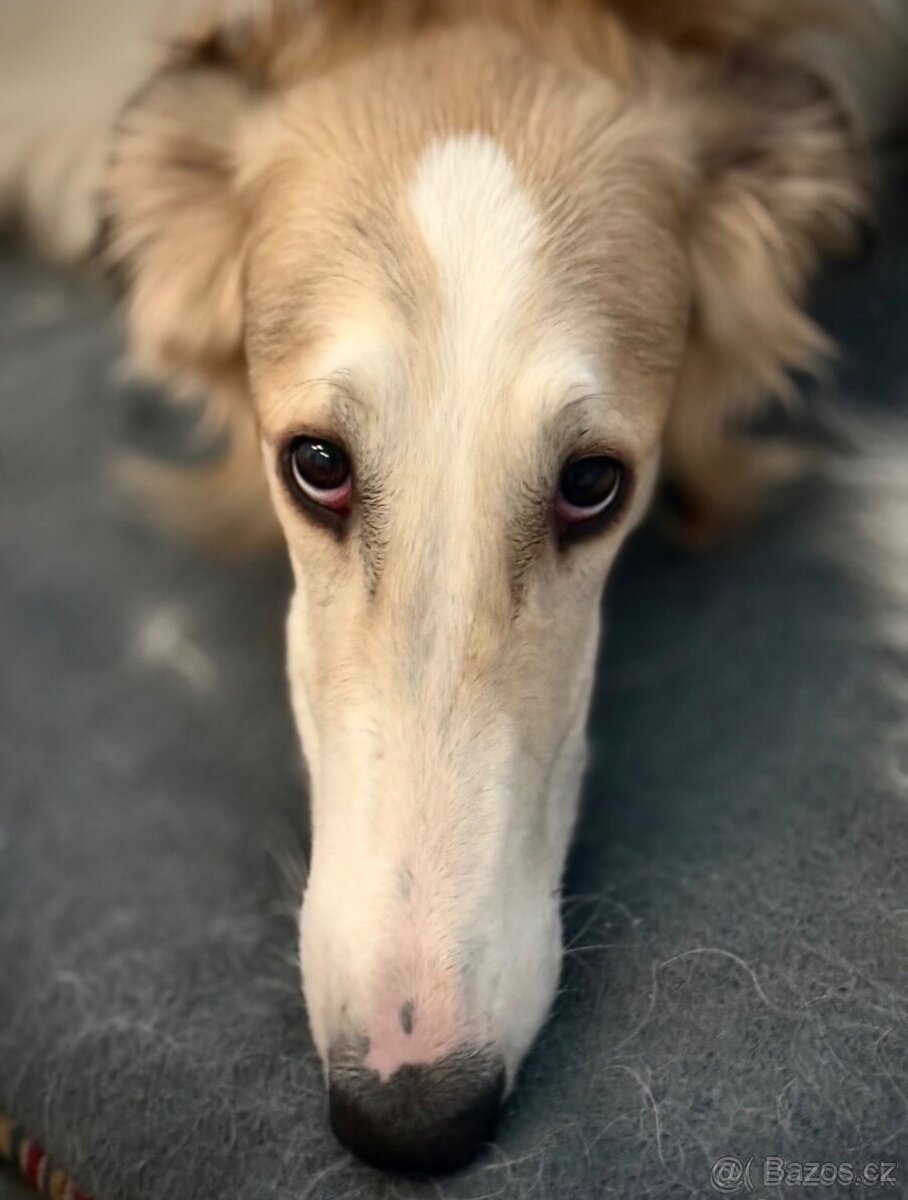 Rusky chrt Barzoj - 3