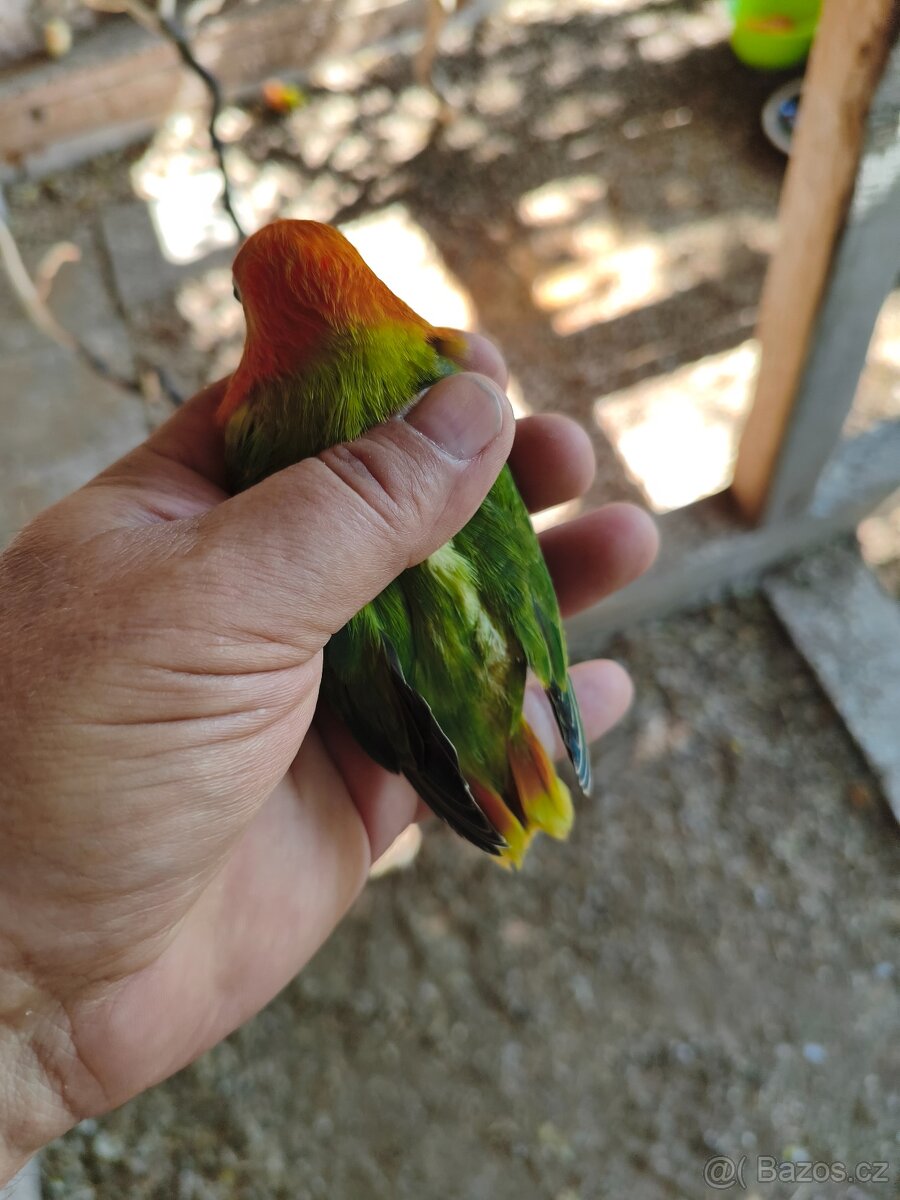 Agapornis fischeri - 3