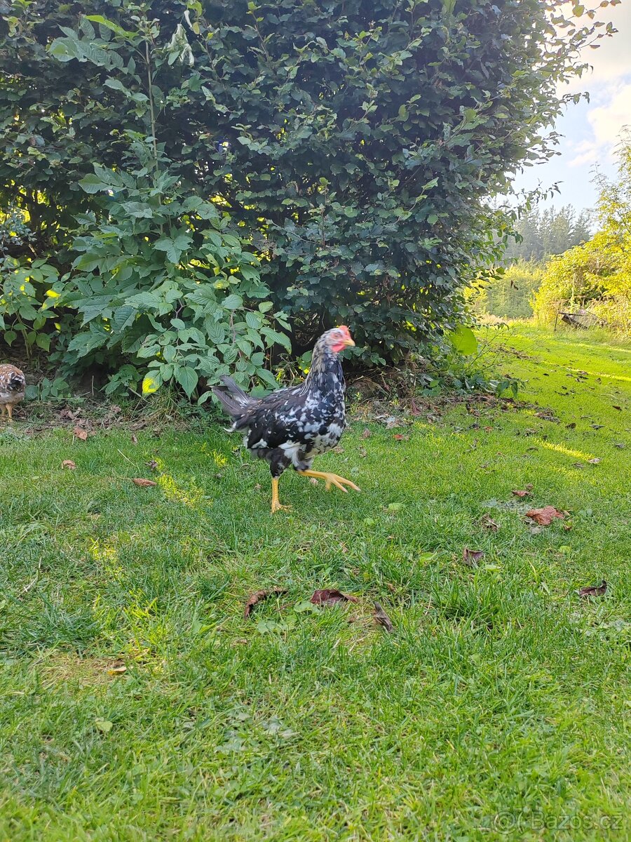 Kohouti - Švédská květina - 3