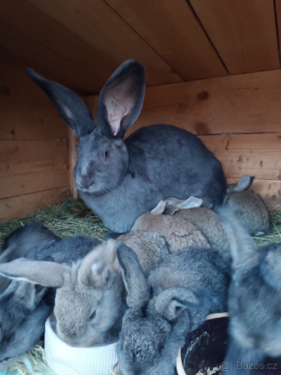 Prodám králíky - 3