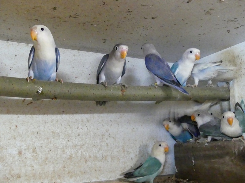 Agapornisové fischeri - 3