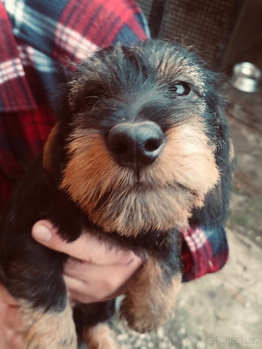 Jezevčík standard drsnosrstý s PP - 3